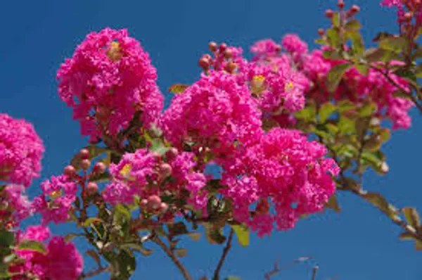 Lagerstroemia_Furush_Pink_Flower_Plant