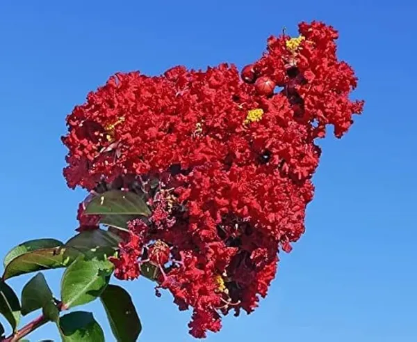 Lagerstroemia_Furush_Red_Flower_Plant