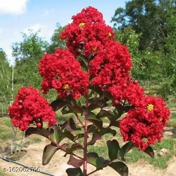 Lagerstroemia_Furush_Red_Flower_Plant