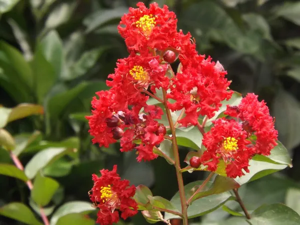Lagerstroemia_Furush_Red_Flower_Plant