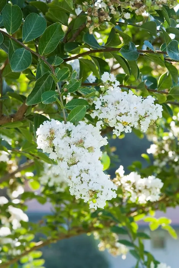 Lagerstroemia_Furush_White_Flower_Plant