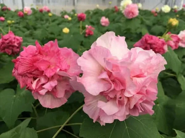 Land_Lotus_Color_Changing_Flower_Plant