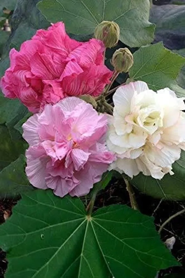 Land_Lotus_Color_Changing_Flower_Plant