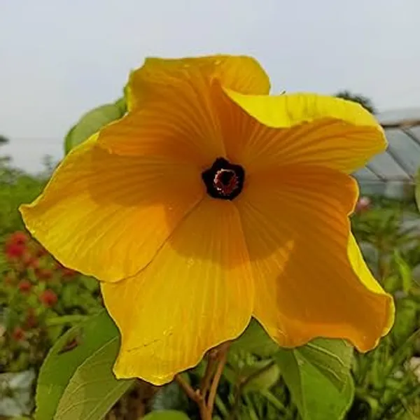Land_Lotus_Yellow_Flower_Plant