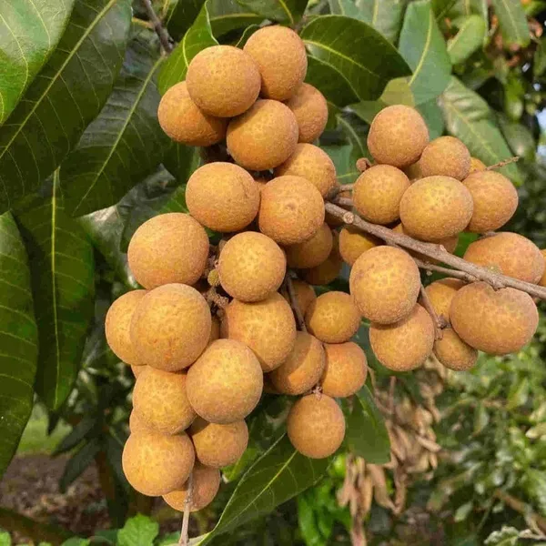 Longan_Grafting_Fruit_Plant_(1.5-3_Feet_Height_Pack_Of_1)
