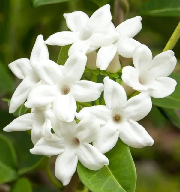MADAGASCAR_JASMINE