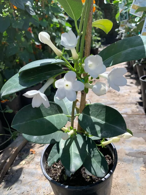 MADAGASCAR_JASMINE_FLOWER_PLANT