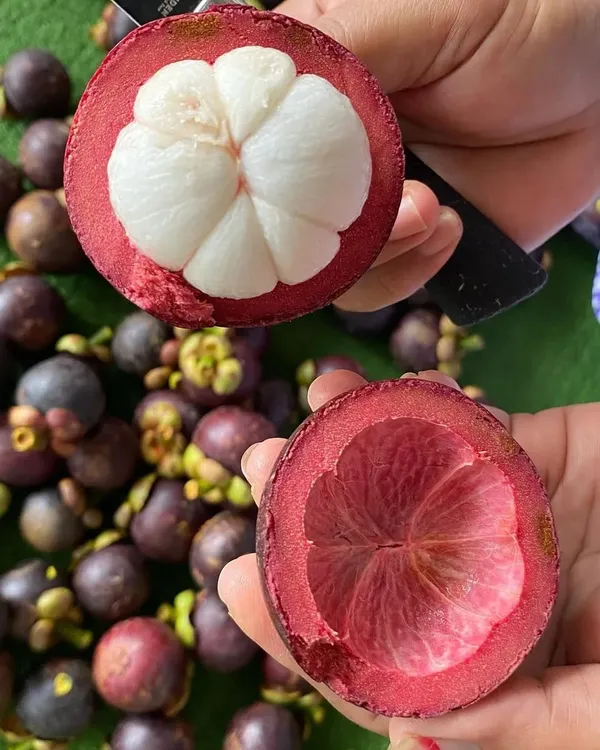 MANGOSTEEN_FRUIT_PLANT_(1.5-2_Feet_Height_Pack_Of_1)