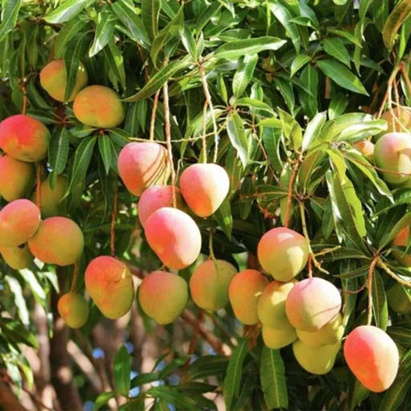 MANGO_SUVARNAREKHA_(GRAFTED)-FRUIT_PLANTS_(1.5-3_Feet_Height_Pack_Of_1)