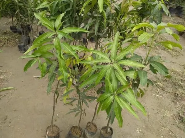 MANGO_SUVARNAREKHA_(GRAFTED)-FRUIT_PLANTS_(1.5-3_Feet_Height_Pack_Of_1)