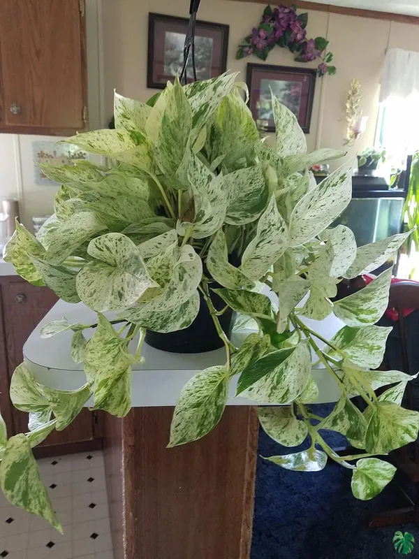 MARBLE_QUEEN_MONEY_PLANT_INDOOR_PLANT_FOR_HOME__(1.5-2_Feet_Height_Pack_Of_1)