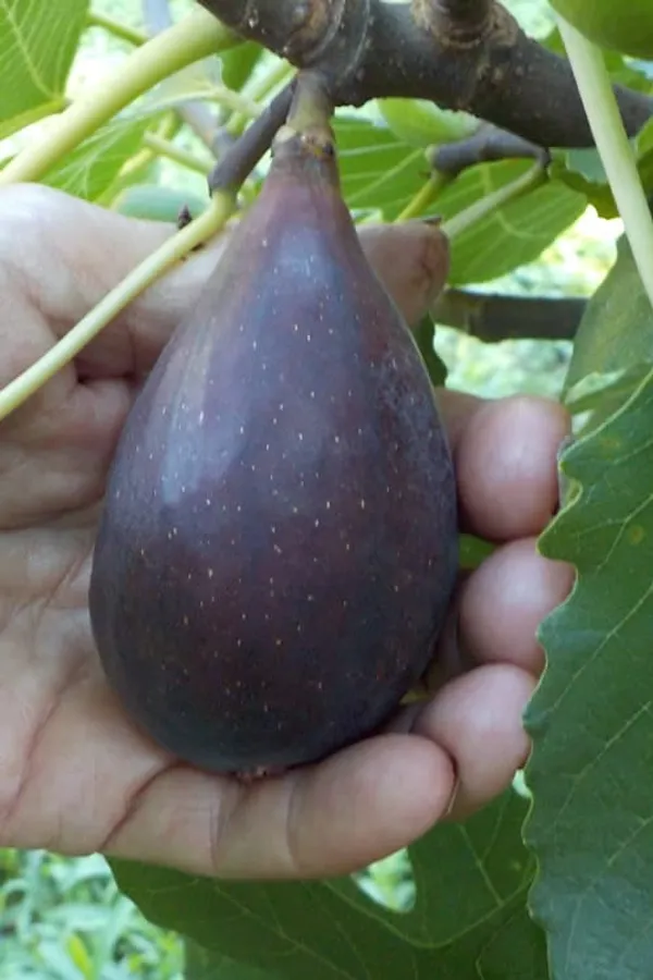 MISSION(_Anjeer_)_FIG_PLANTS_(1.5-2_Feet_Height_Pack_Of_1)