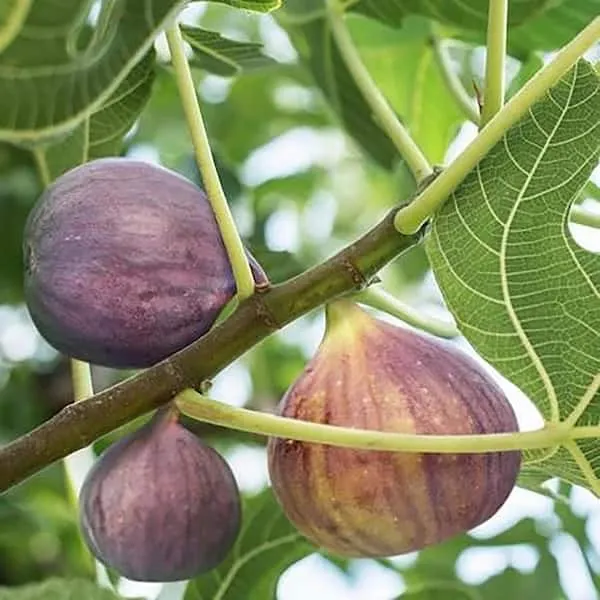 MISSION(_Anjeer_)_FIG_PLANTS_(1.5-2_Feet_Height_Pack_Of_1)