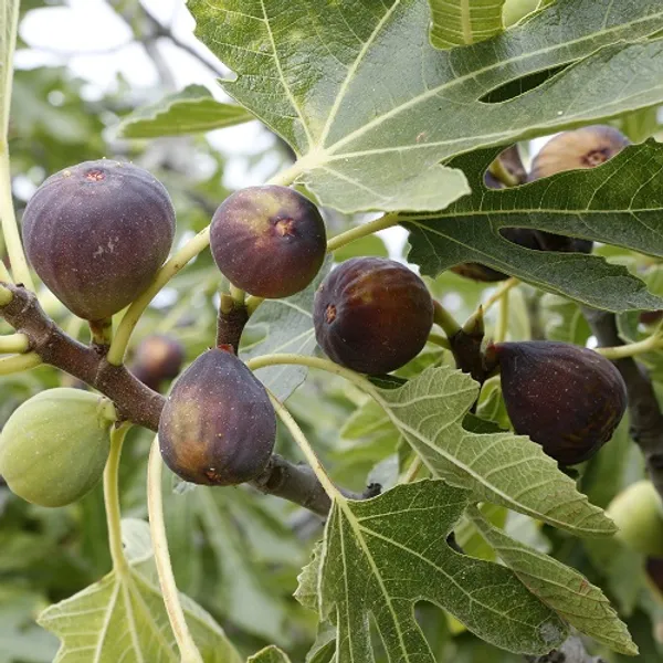 MISSION(_Anjeer_)_FIG_PLANTS_(1.5-2_Feet_Height_Pack_Of_1)