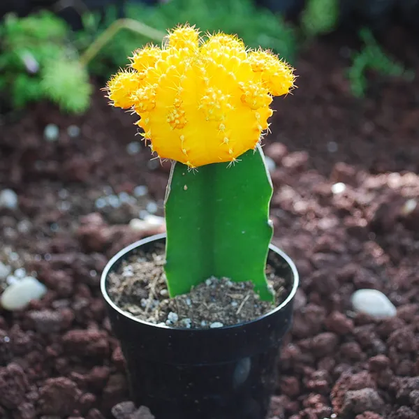 MOON_CACTUS_(GRAFTED_YELLOW)-CACTUS_PLANT