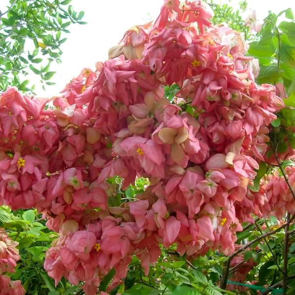 MUSSAENDA_(PINK)-FLOWERING_PLANT_(1.5-3_Feet_Height_Pack_Of_1)