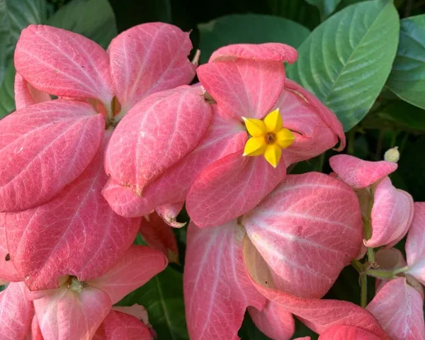 MUSSAENDA_(PINK)-FLOWERING_PLANT_(1.5-3_Feet_Height_Pack_Of_1)