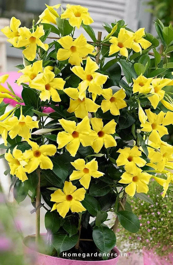 Mandevilla_Yellow_Single_Flower_Plant
