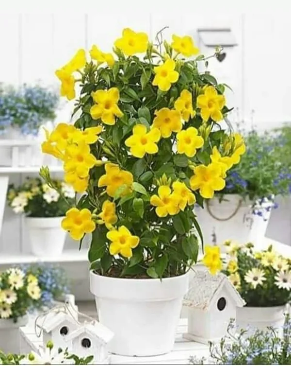 Mandevilla_Yellow_Single_Flower_Plant