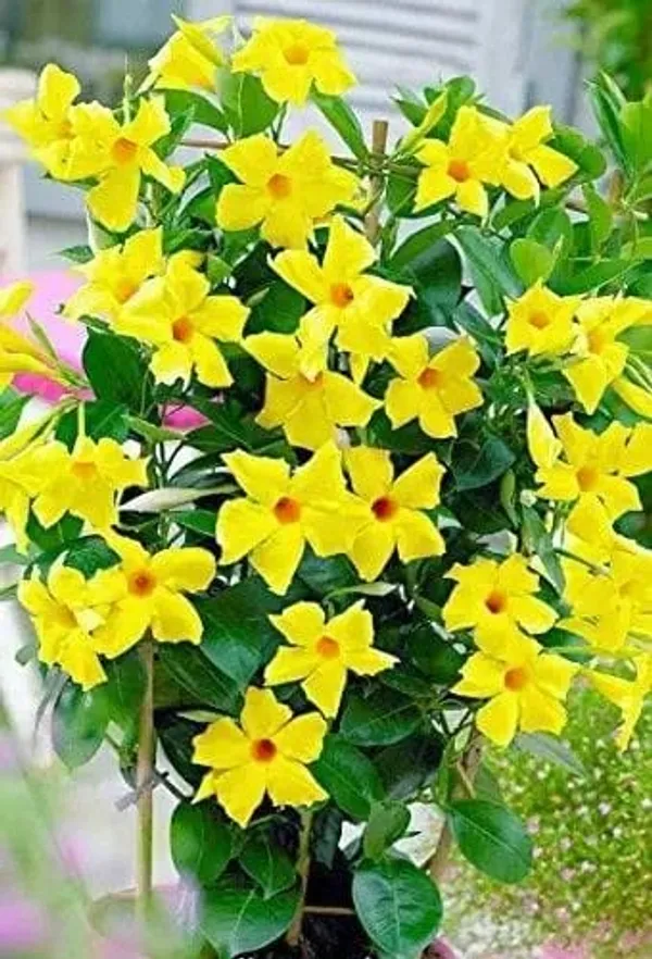 Mandevilla_Yellow_Single_Flower_Plant