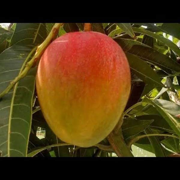 Mango_Apple_|_Hybrid_Grafted_Plant_(1.5-2_Feet_Height_Pack_Of_1)