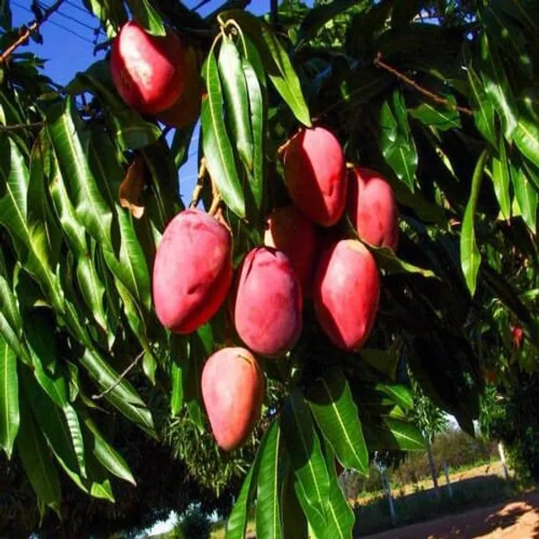Mango_Apple_|_Hybrid_Grafted_Plant_(1.5-2_Feet_Height_Pack_Of_1)