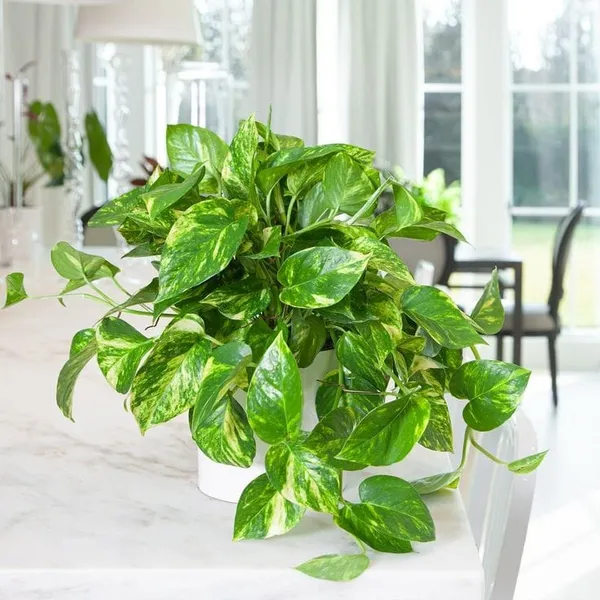 Money_Plant_Variegated_Indoor_Plant_(1.5-3_Feet_Height_Pack_Of_1)
