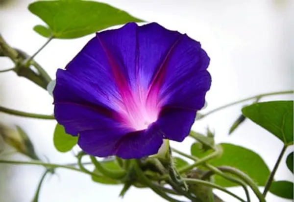 Morning_Glory_Flower_Plant