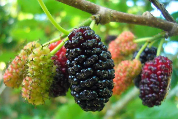 Mulberry_Fruit_Plant_(1.5-3_Feet_Height_Pack_Of_1)
