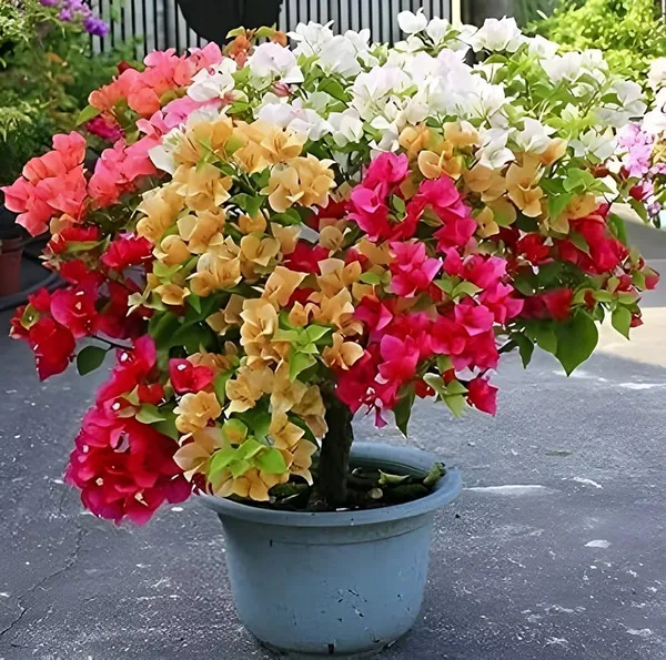 Multi_Colour_Bougainvillea__Grafting_Big_Size_Flower_Plant_(5_to_7_Grafted)