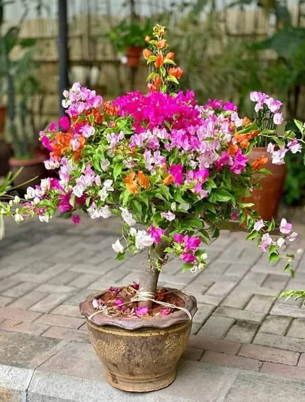 Multi_Colour_Bougainvillea__Grafting_Big_Size_Flower_Plant_(5_to_7_Grafted)
