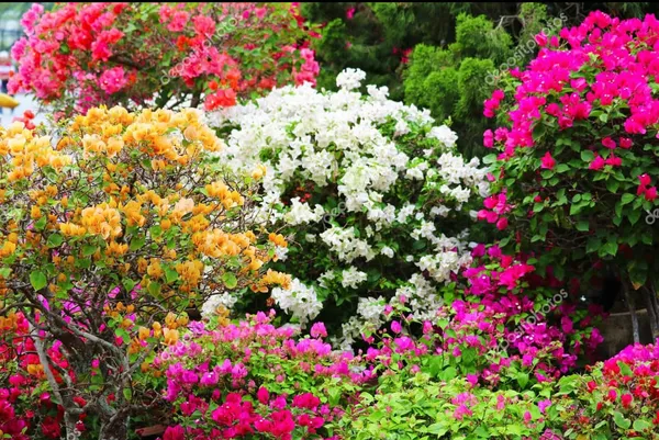 Multi_Colour_Bougainvillea__Grafting_Big_Size_Flower_Plant_(5_to_7_Grafted)
