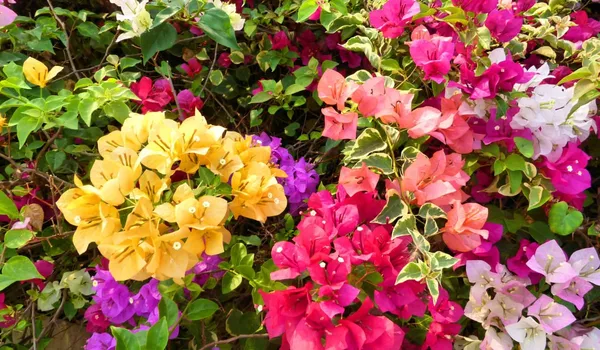 Multi_Colour_Bougainvillea__Grafting_Big_Size_Flower_Plant_(5_to_7_Grafted)