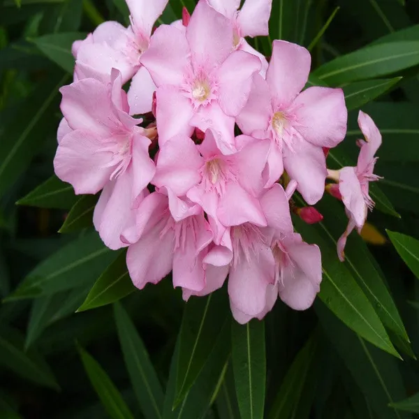 Nerium_Mini_Pink_Single(_Kanchan_)Flower_Plant