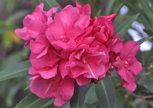 Nerium_Pink_Double(_Kanchan)Flower_Plant