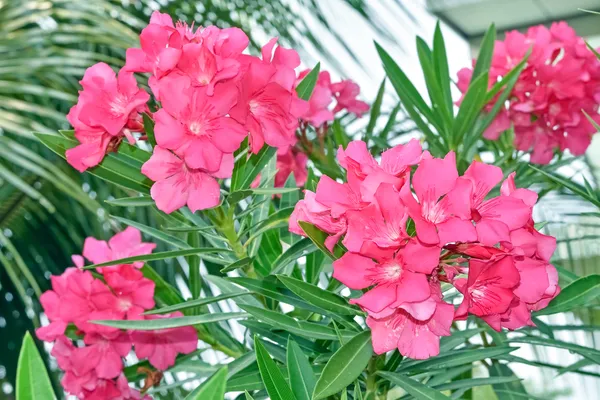 Nerium_Pink_Double(_Kanchan)Flower_Plant