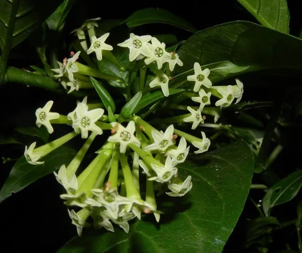 Night_Blooming_Jasmine_(Hasnuhana)_Flower_Plant