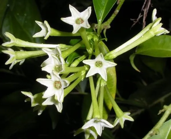 Night_Blooming_Jasmine_(Hasnuhana)_Flower_Plant