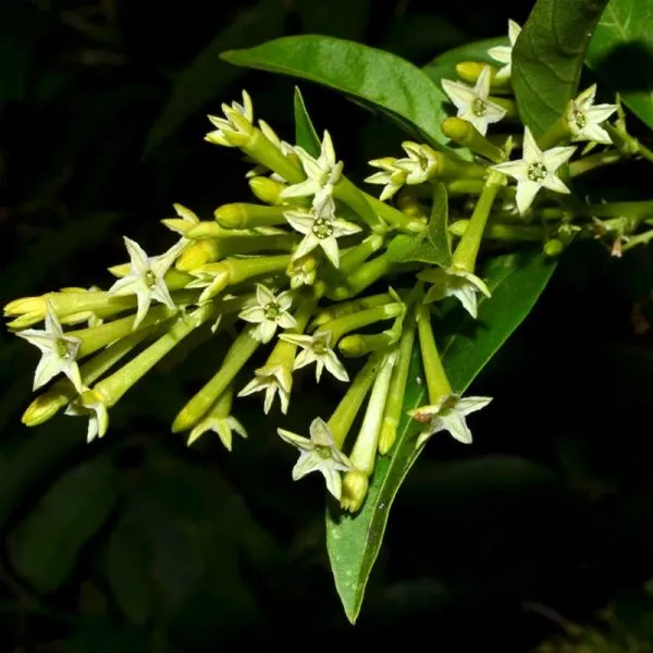 Night_Blooming_Jasmine_(Hasnuhana)_Flower_Plant