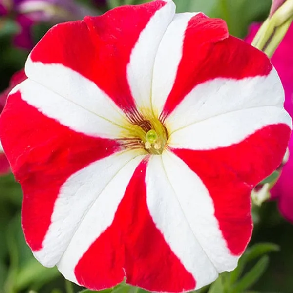PETANIA_FLOWER_1
