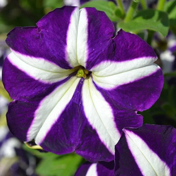 PETUNIA_PURPLE_AND_WHITE_FLOWER