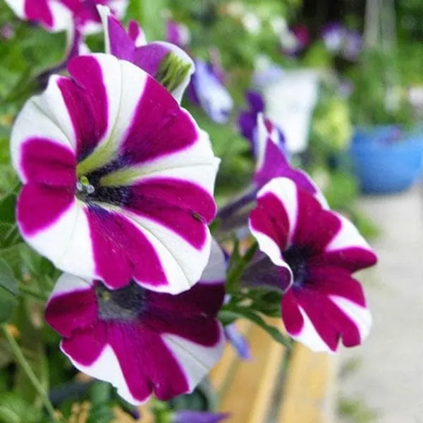 PETUNIA_VIOLET_AND_WHITE_FLOWER