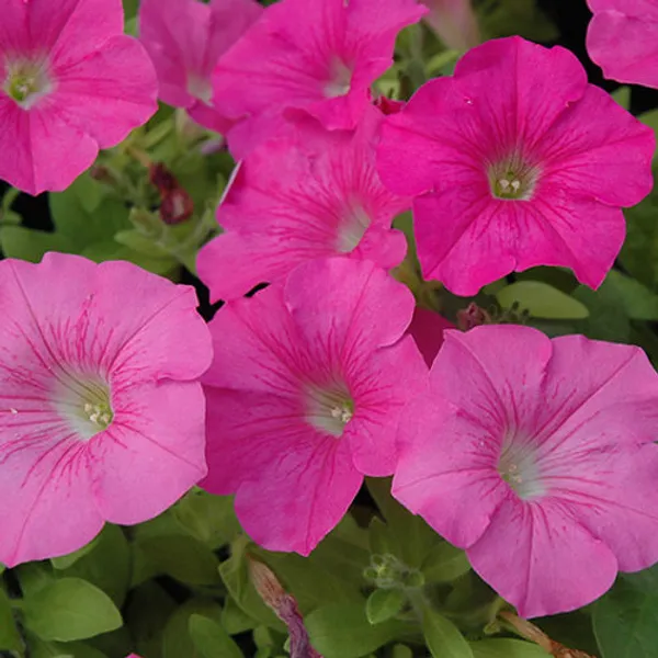 PINK_PETUNIA_FLOWER