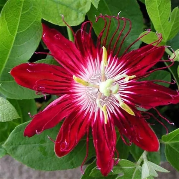 Passion_Flower_Pink_-Creepers__(Pack_Of_1)