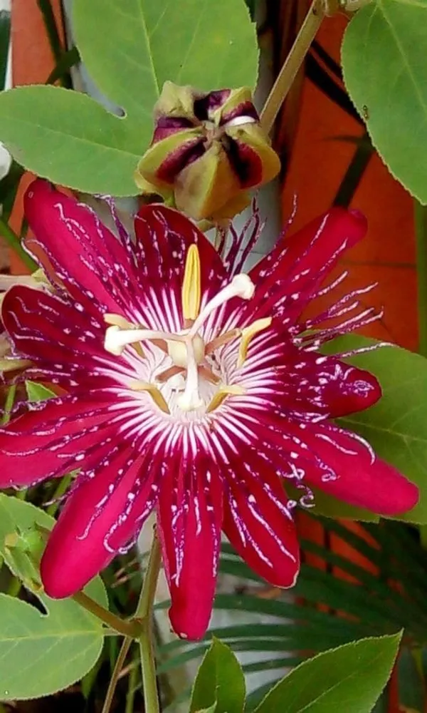 Passion_Flower_Pink_-Creepers__(Pack_Of_1)