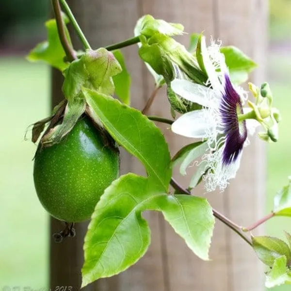 Passion_Fruit_Plant