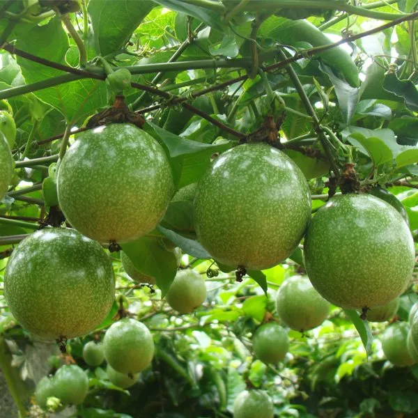 Passion_Fruit_Plant