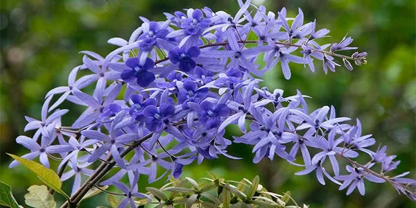 Petrea_Volubilis(_Neel_Monilata)Creepers_Pack_Of_1