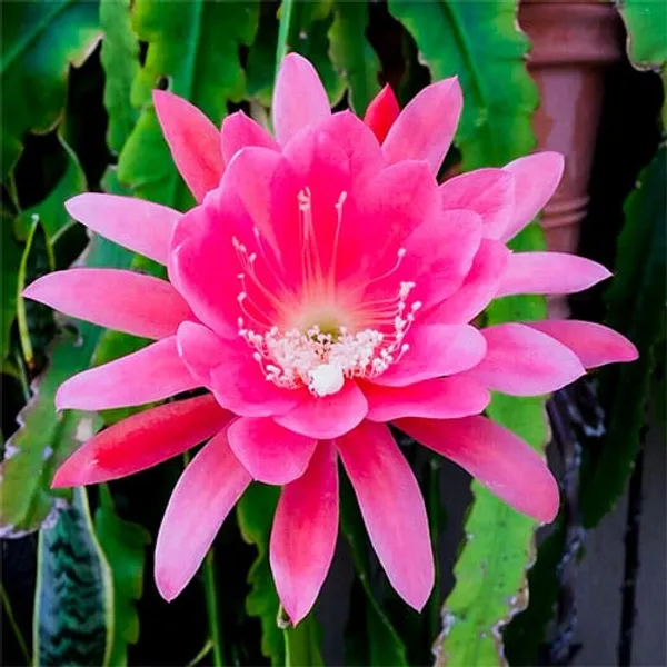 Pink_Brahma_Kamal_|_Queen_Of_The_Night_|_Flowering_Plant_(1.5-2_Feet_Height_Pack_Of_1)
