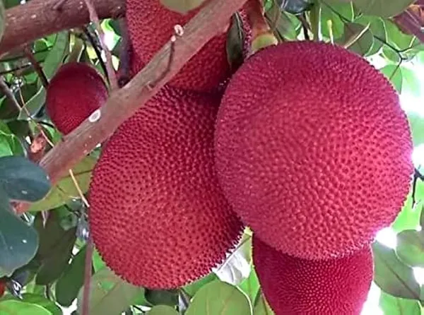 Pink_Jackfruit_Grafting_Plant__(Pack_Of_1)